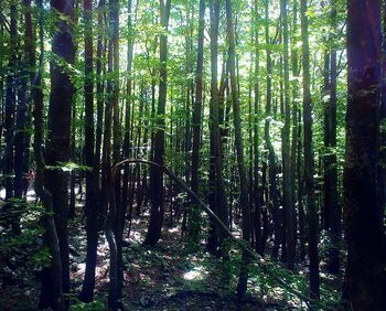 Trees in forest