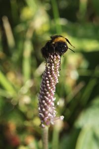 Close-up of bee pollinating on flower