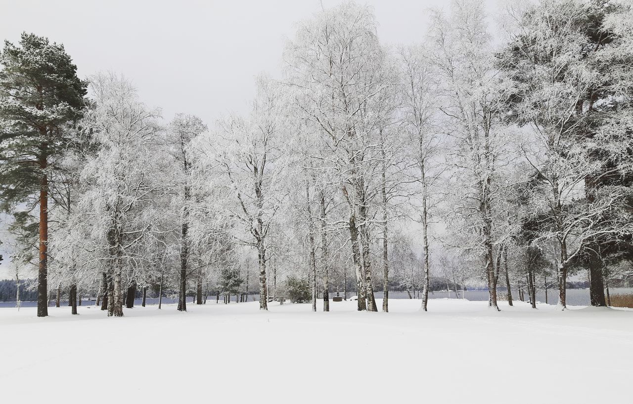 tree, snow, winter, cold temperature, nature, no people, sky, day, outdoors, large group of animals, bird, branch, beauty in nature, snowing