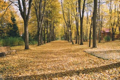 Trees on field at park during autumn