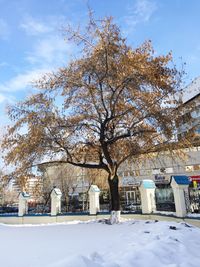 Trees against sky during winter