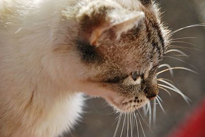 Close-up of cat looking away