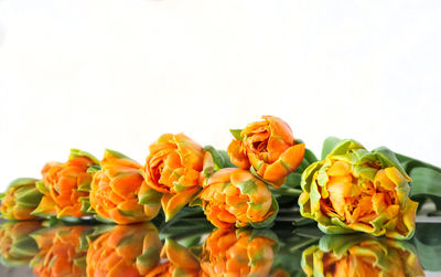 Close-up of orange flowers against white background