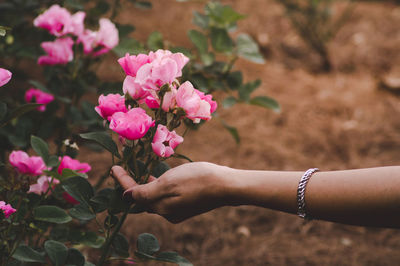 Close-up of woman hand touching pink flowers on field