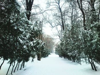 Snow covered road passing through trees