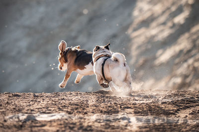 Dog running on beach