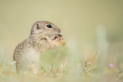 Close-up of squirrel on rock