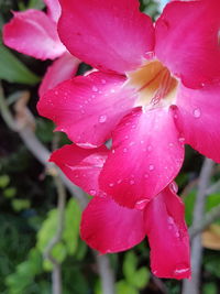 Close-up of wet pink flower