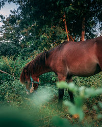 Horse in a field