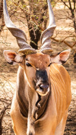 Close-up portrait of an antilope in a field