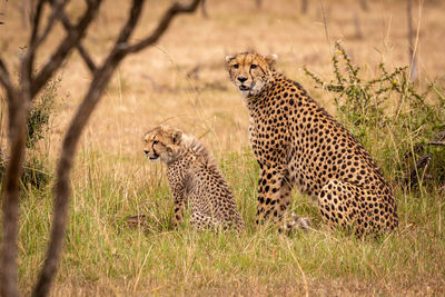 Cheetahs sitting on grassy field in forest