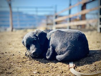 Close-up of a dog sleeping on field