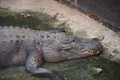 High angle view of crocodile in lake