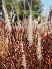 Close-up of stalks in field