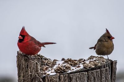 Close-up of cardinals perching on tree stump