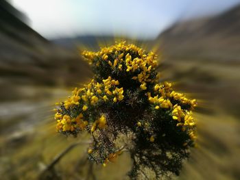 Close-up of yellow flower against sky