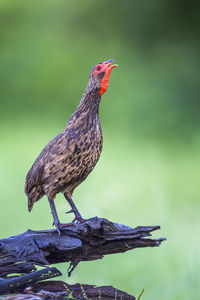 Close-up of bird perching on wooden post