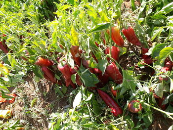 Close-up of red chili peppers on plant