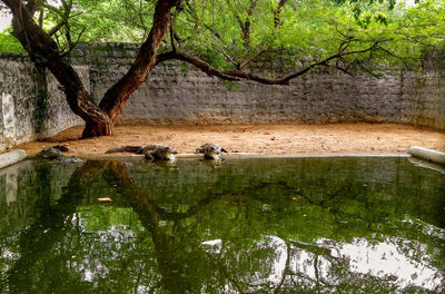 Scenic view of lake in forest