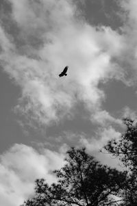 Low angle view of bird flying in sky