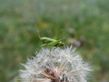 Close-up of dandelion on plant