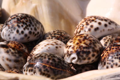 Close-up of garlic for sale