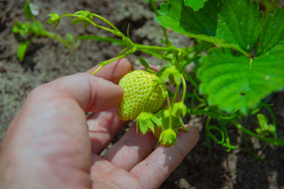 Cropped hand picking strawberry in garden