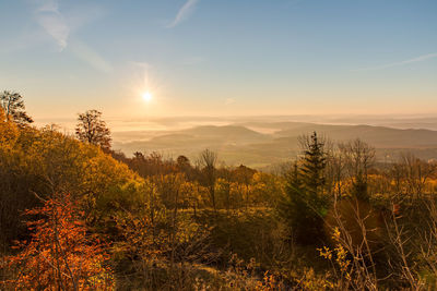 Scenic view of trees against sky during sunset