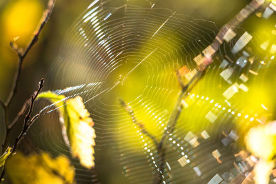 Close-up of spider web on plant