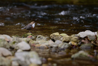 Close-up of bird drinking water