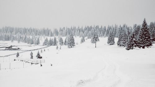 Bare trees on snow covered field