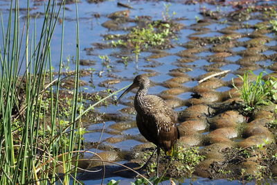 Bird perching on a lake