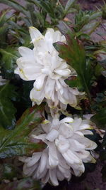 Close-up of wet white flowers blooming outdoors