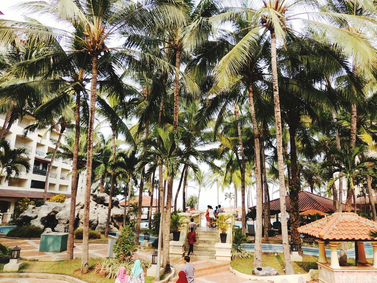 tree, palm tree, person, lifestyles, men, leisure activity, growth, built structure, building exterior, architecture, walking, sunlight, the way forward, large group of people, footpath, tree trunk, park - man made space, clear sky, day