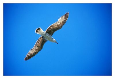 Low angle view of seagull flying against clear blue sky