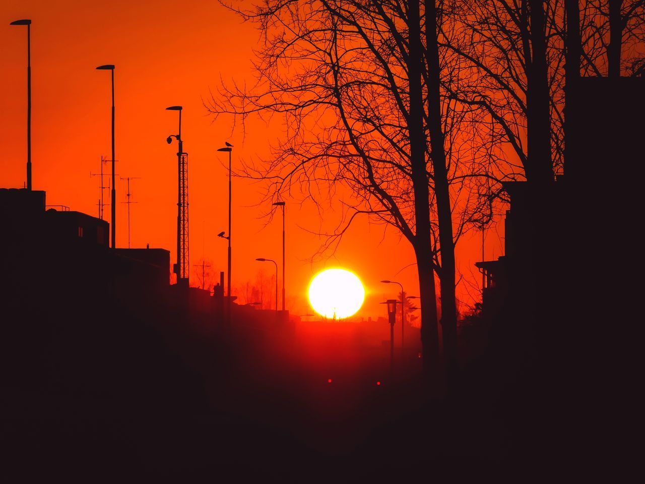 SILHOUETTE TREES AGAINST ORANGE SKY