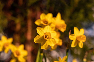 Close-up of yellow flowering plant