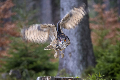 An eagle owl flying in woodland.