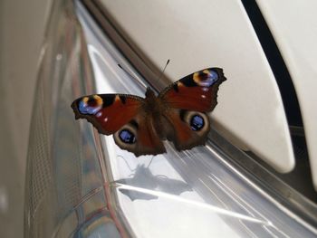 Close-up of butterfly on glass window