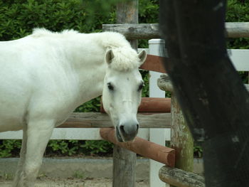 White horse in stable