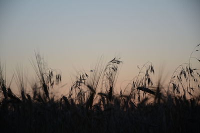 Silhouette plants growing on field against clear sky during sunset