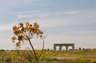 Plants growing on field against sky