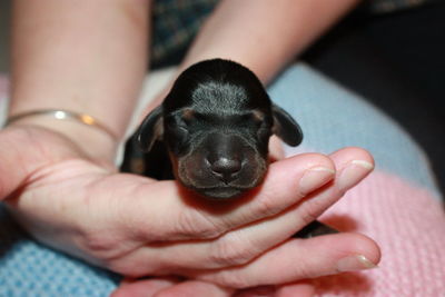 Close-up of hand holding puppy