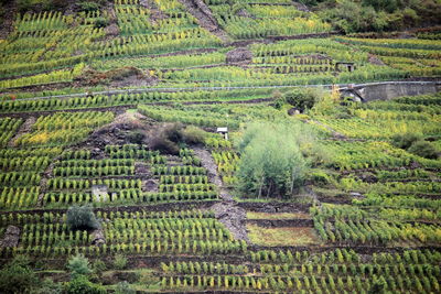 agriculture