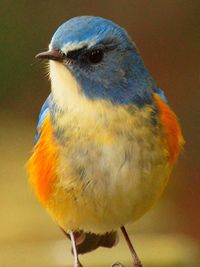 Close-up of bird perching on branch