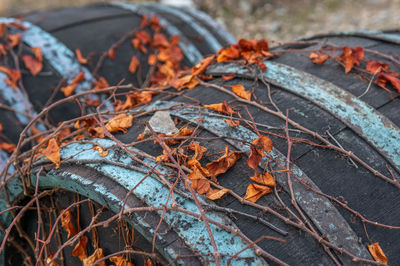 Close-up of dry leaves on land