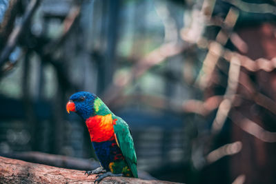 Close-up of parrot perching on branch