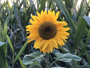 Close-up of sunflower