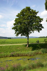 Tree on field against sky