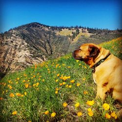 Dog lying down on land